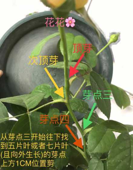 冬季月季小苗怎么修剪 月季花冬季怎样修剪