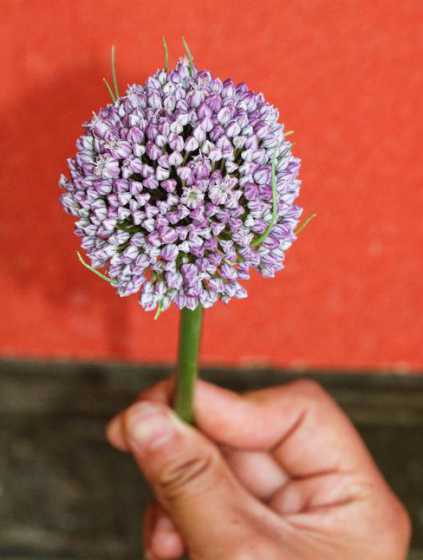 大蒜花寓意是什么意思 大蒜的花语是什么