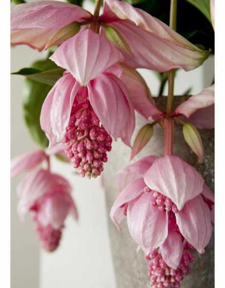 宝莲灯花为什么价格高 宝莲灯花的寓意和象征(宝莲灯代表的花语和启示是什么)