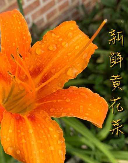 什么蔬菜不带叶子的花 什么蔬菜是没有叶子的