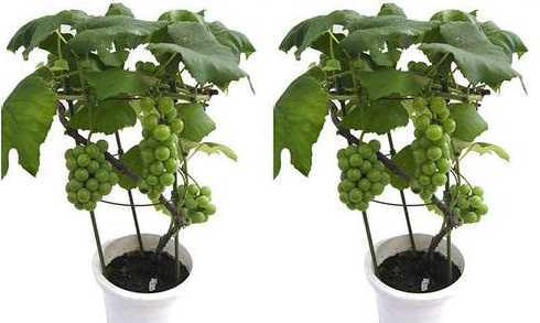 葡萄的盆栽有什么造型 盆栽葡萄的整形有什么特点