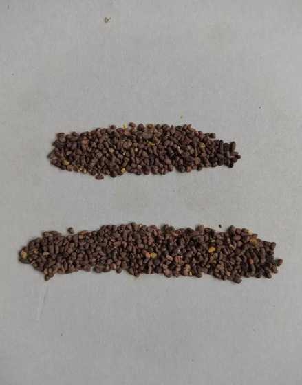 二月兰一斤种子多少粒 二月兰种子种植方法