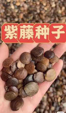 紫藤花的种子怎么保存 紫藤种子怎么种植(紫藤花的栽培与管理)