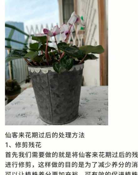 仙客来开花后怎么处理 仙客来花开花后怎样留种子