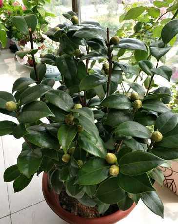 茶花什么时候可以换土 茶花怎么换土