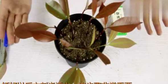 石楠小苗如何快速生根 红叶石楠小苗怎么种植
