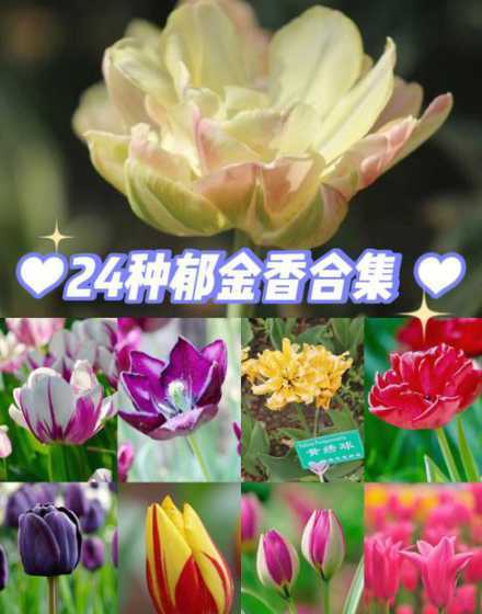 郁金香多种多少钱一棵 郁金香的种子一般都要多少元
