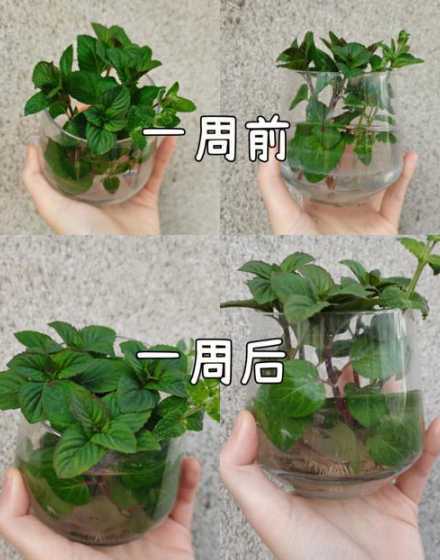 薄荷应该什么时候浇水 薄荷在什么时候浇水最好