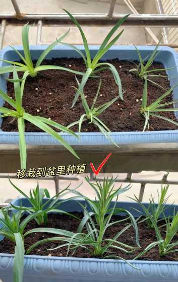 康乃馨怎么种子的种植 如何种植康乃馨种子