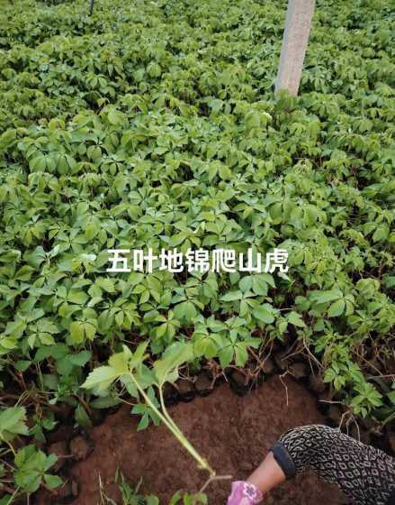五叶爬山虎是什么科属 五叶爬山虎怎么种植