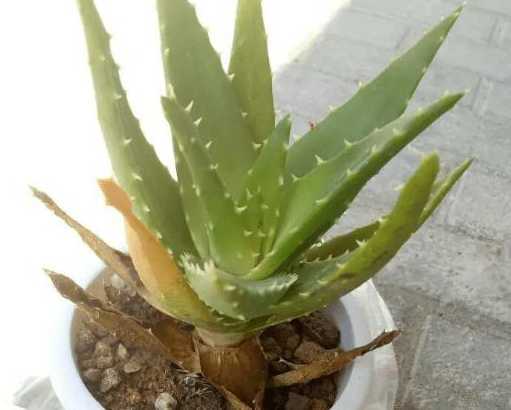 芦荟叶子黄了怎么回事 芦荟叶子发黄干瘪了怎么办
