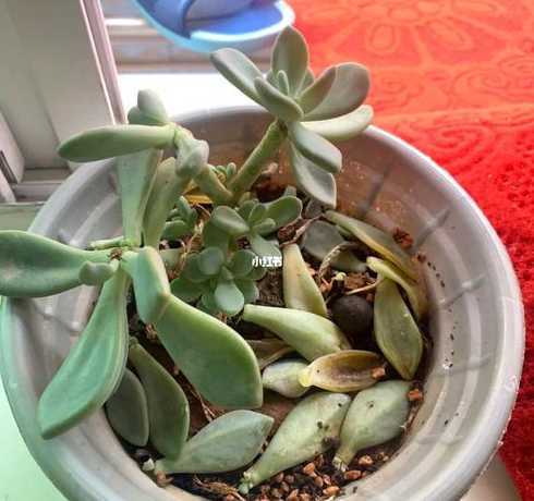 多肉的叶子为什么黄了 多肉植物叶子为什么发黄发软及防治方法