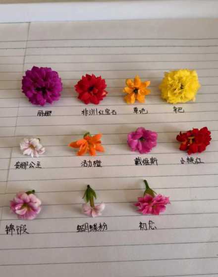 长寿花有什么生长规律 长寿花生长过程