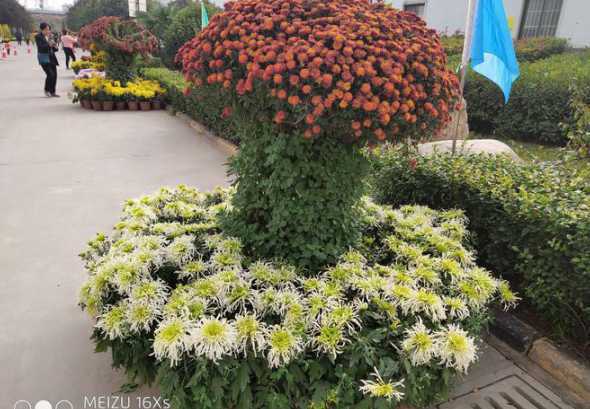 花坛内种植什么花卉好 门口花坛栽什么花旺财