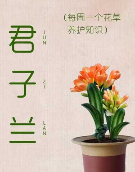 君子兰花象征什么意义 君子兰代表什么意思
