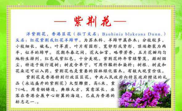 紫荆表示什么象征意义 紫荆花的寓意和象征意义
