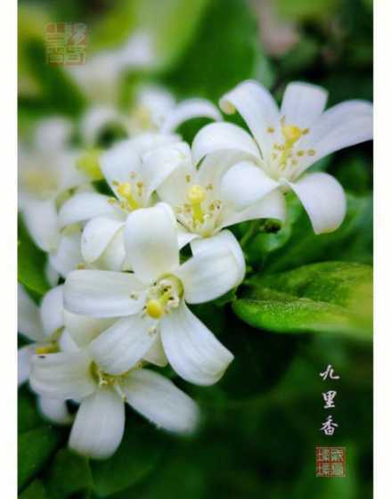 九里香花为什么掉花瓣 九里香为什么不吉利