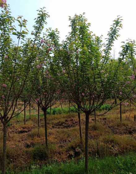 8公分樱花多少钱一棵 樱花5-6公分的多少钱一棵