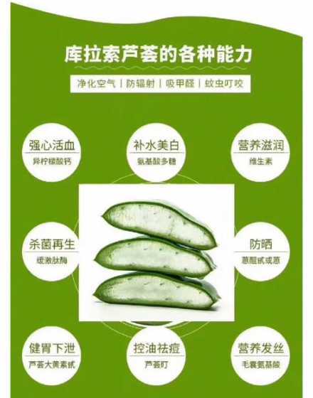 库拉索芦荟怎么样繁植 库拉索芦荟怎么繁殖方法和注意事项
