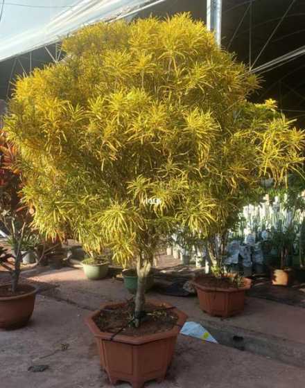 洒金珊瑚一平米多少株 洒金珊瑚有哪些常见栽培品种