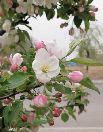 海棠树的花是怎么样的 花红树是海棠树吗