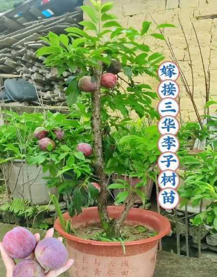 李子是什么嫁接而成的 李子可以嫁接什么果树