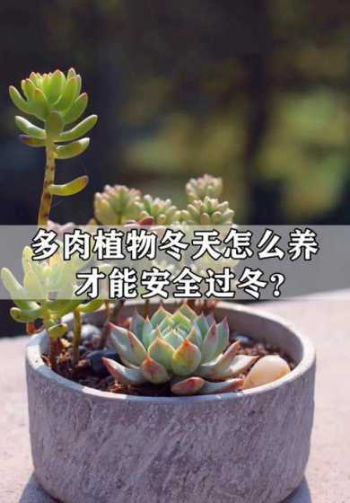冬天多肉室外怎么过冬 多肉冬季室外过冬方法