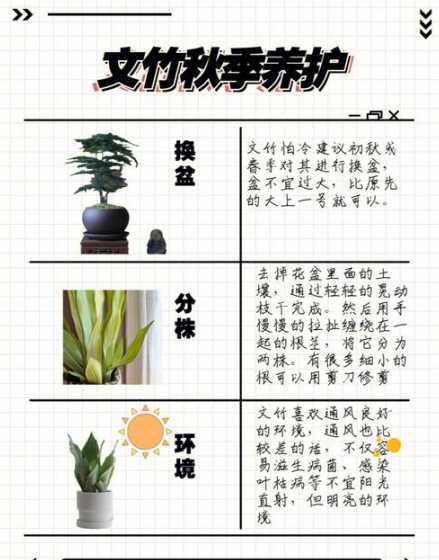 家庭为什么不能养文竹 为什么家里养文竹对风水不好 文竹不能随便养风水