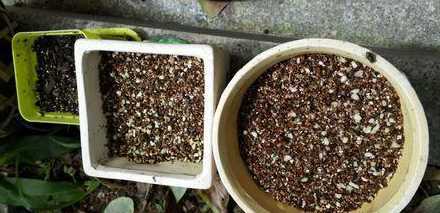 为什么种的花不发新芽 茶花移栽一个月了叶子没掉多少可为什么不发新芽