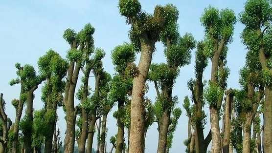 香樟树苗什么时候移栽 香樟树苗什么时候移栽最好