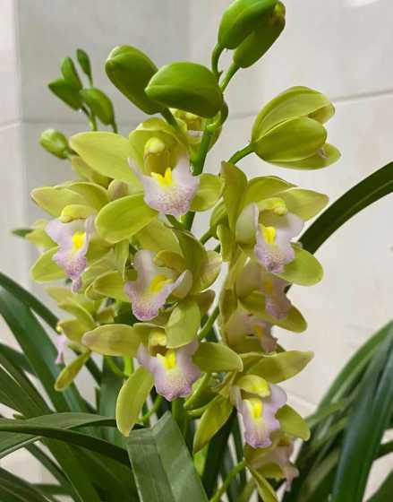 兰花想开花时长什么样 兰花开花什么样