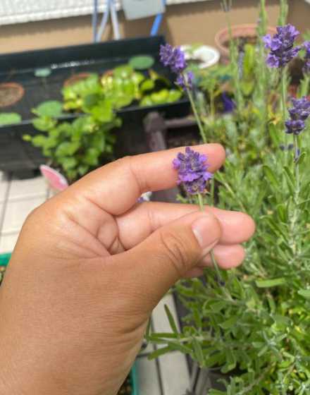 薰衣草浇水可以用什么 给薰衣草浇水能用什么水浇 薰衣草如何浇水
