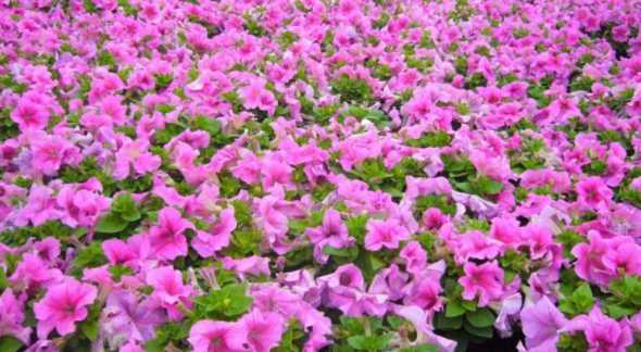 矮牵牛在什么季节开花 矮牵牛四季开花吗