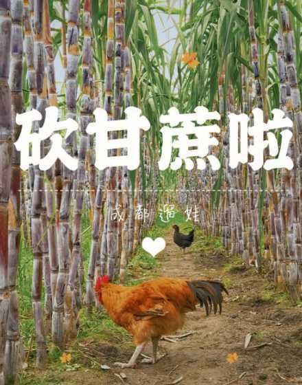 成都甘蔗什么时候上市 云南苦瓜什么时候种