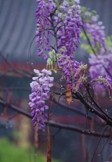 经常下雨适合种什么花 深圳适合种什么花