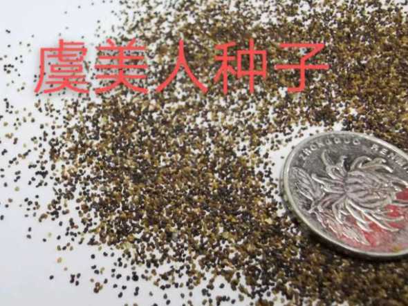 虞美人什么时候采种子 虞美人怎么收集种子