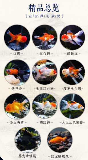 小金鱼是怎么什么繁殖 自己养的金鱼怎么繁殖