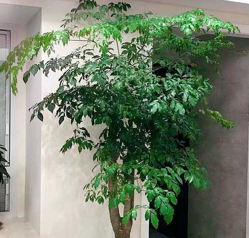 富贵树水浇多了怎么办 富贵树树根烂了怎么办我怎样才能防止它们腐烂