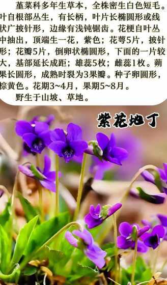 地紫丁花用于什么作用 紫丁地花的药效
