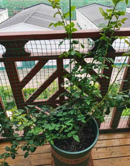 爬藤月季盆栽怎么过冬 藤本月季在东北怎么过冬