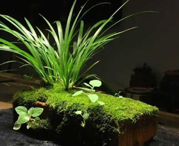 什么品种菖蒲适合盆景 菖蒲盆景怎么种 菖蒲盆景的养护方法