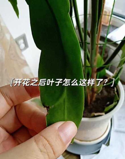 昙花是什么时候剪枝叶 昙花怎么剪枝,修剪时间与方法图解