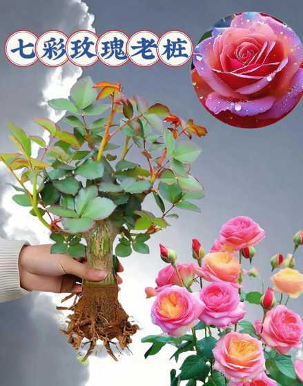 盆栽玫瑰花苗怎么种植 如何在花盆中栽种玫瑰花苗