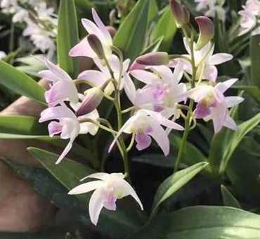 白色石斛兰花怎么养殖 石斛兰花怎么养