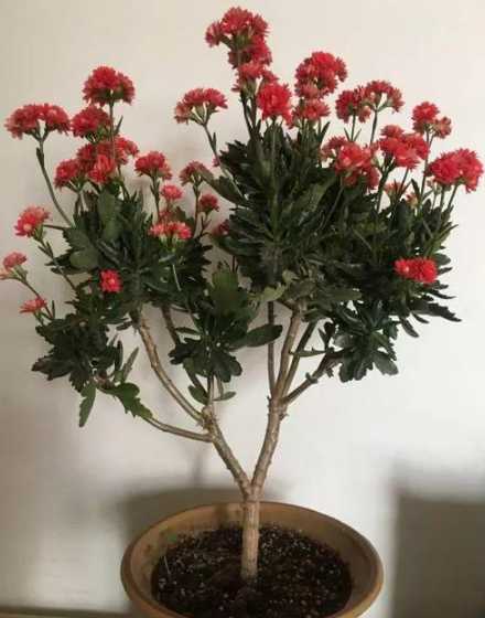 长寿花长的很高怎么办 长寿花长得细高怎么办
