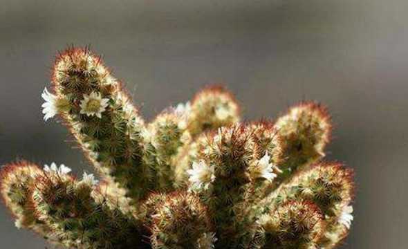 金手指在什么季节繁殖 金手指多肉繁殖方法 多肉金手指怎么浇水