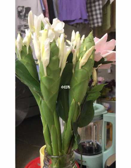 家里插姜花有什么坏处 家里养姜花有忌讳吗