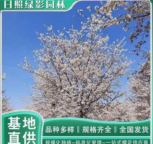 三年樱花树苗价格多少 樱花树苗长几年开花 樱花树苗长多少年开花