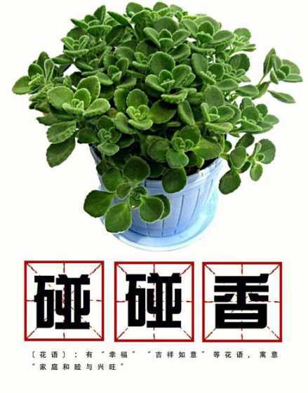 碰碰香掉叶子怎么补救 碰碰香总是掉叶子怎么办