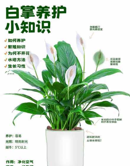 白掌怎么样才能叶片宽 白掌怎么养才能开花更旺盛(有关白掌浇水的正确方法)